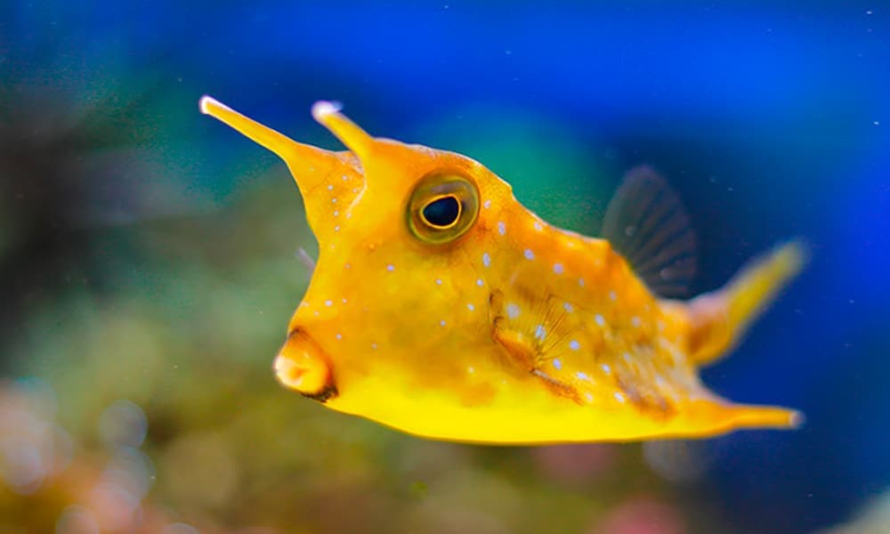 Longhorn Cowfish