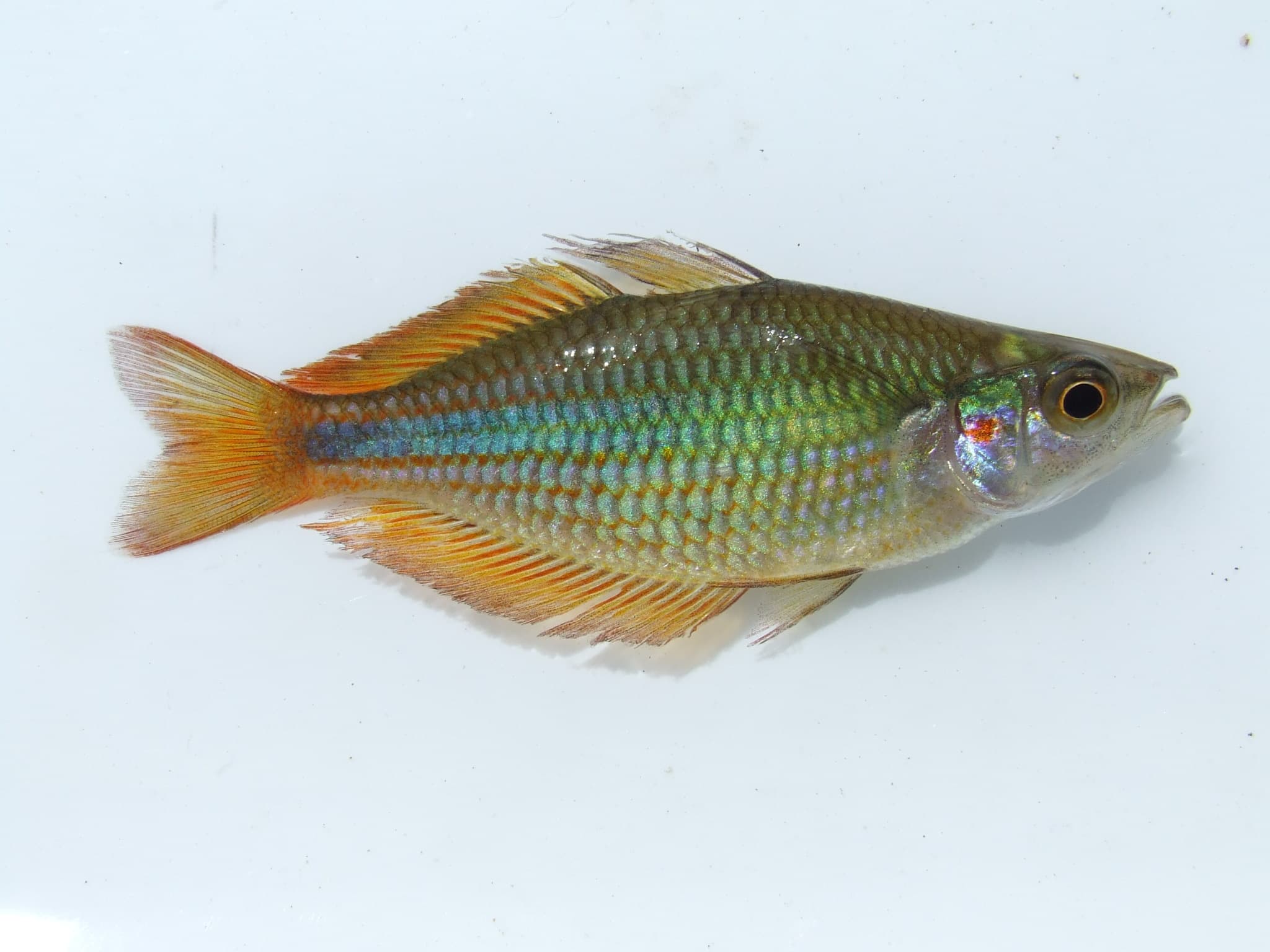 Banded Rainbowfish (Melanotaenia trifasciata)