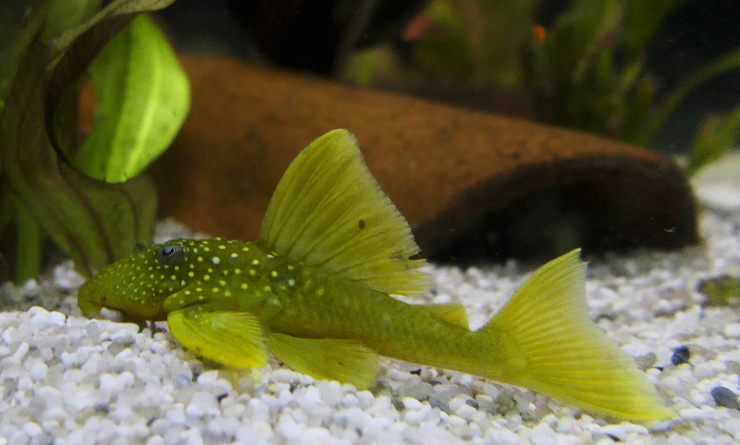 L200 Green Phantom Pleco