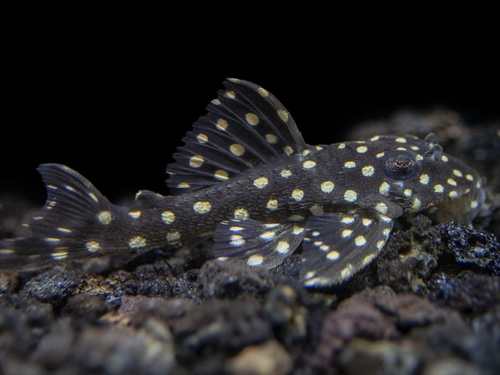 L201 Orinoco Angel Pleco