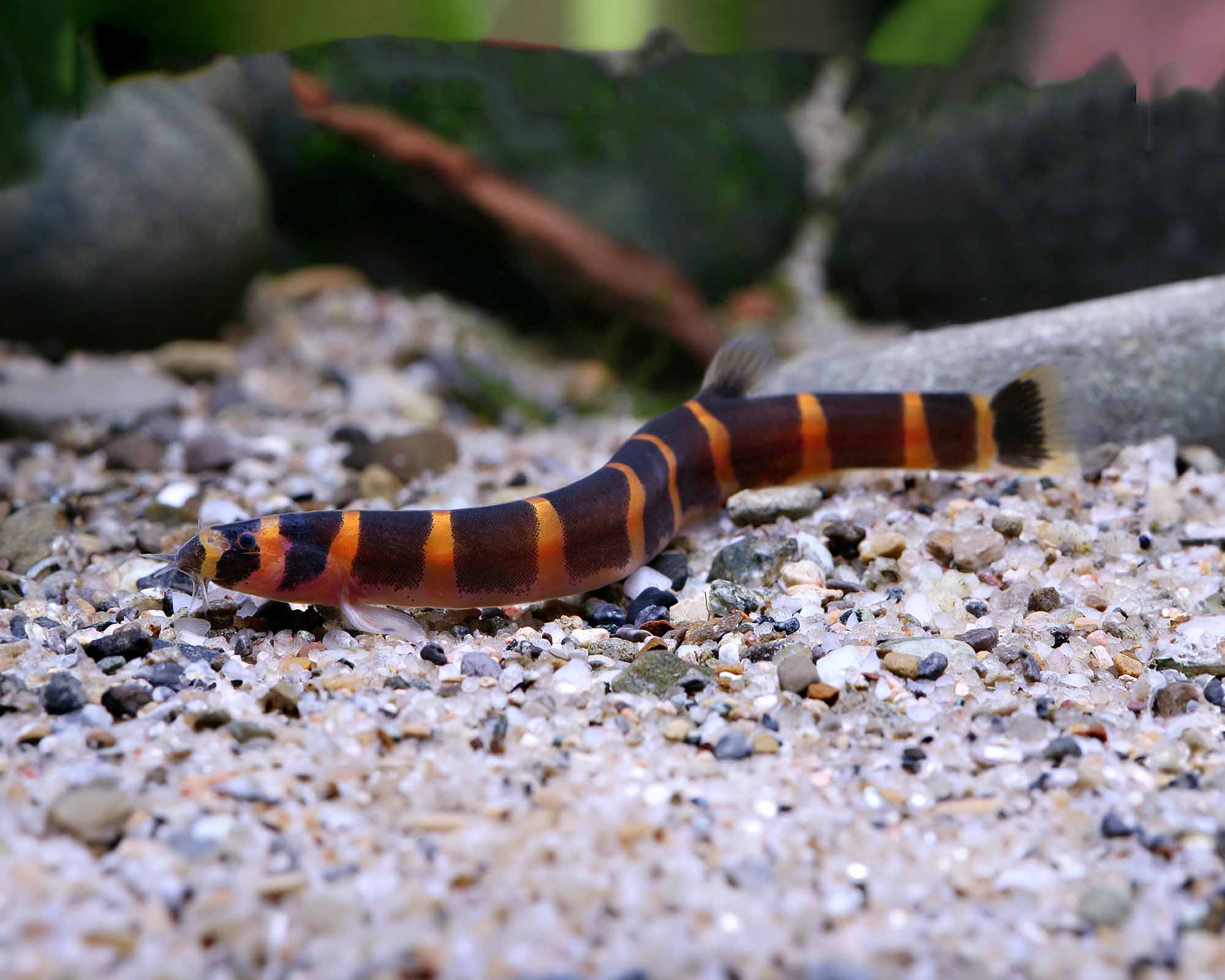 Kuhli Loach