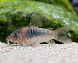 Bronze Corydoras