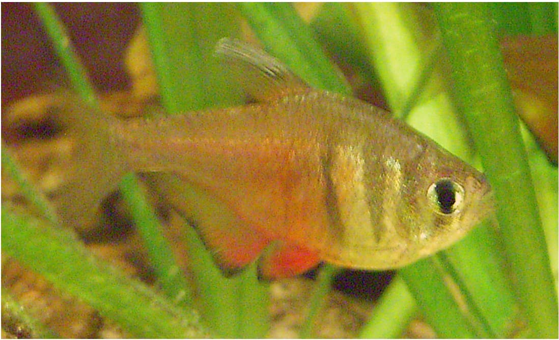 Flame Tetra (Hyphessobrycon flammeus)