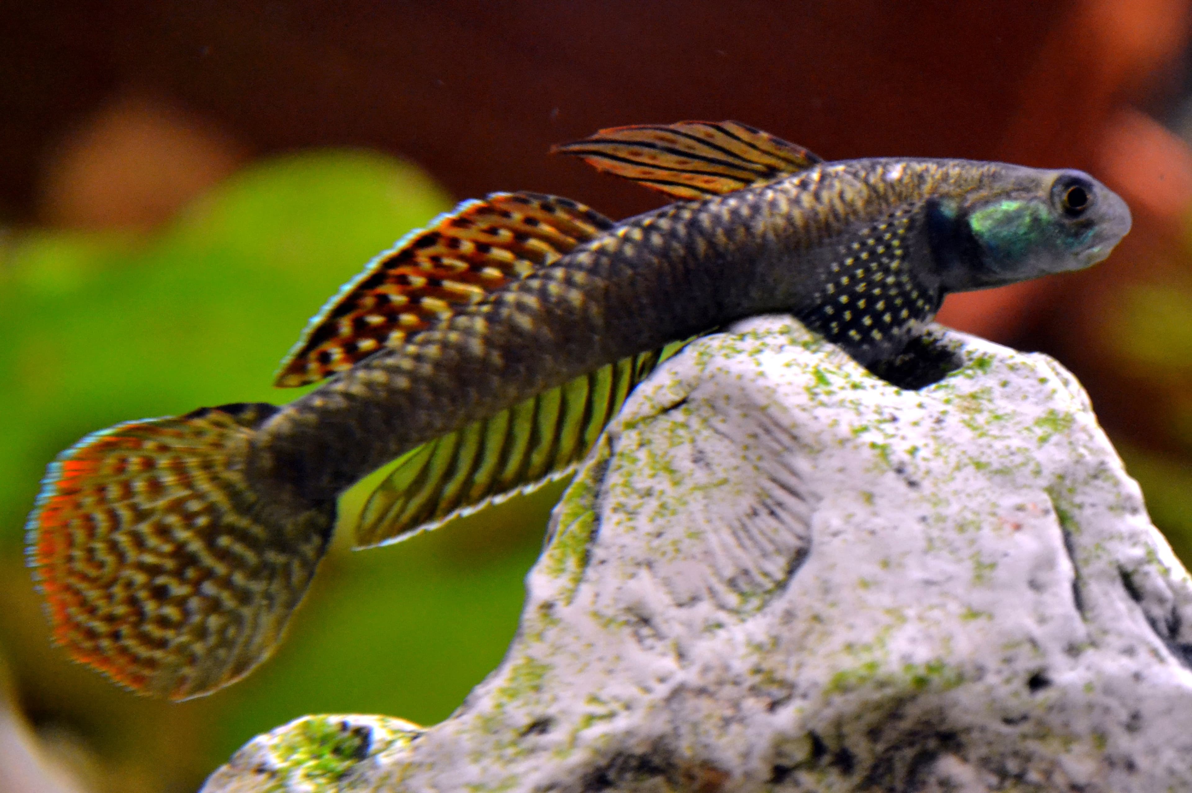 Rainbow Stiphodon