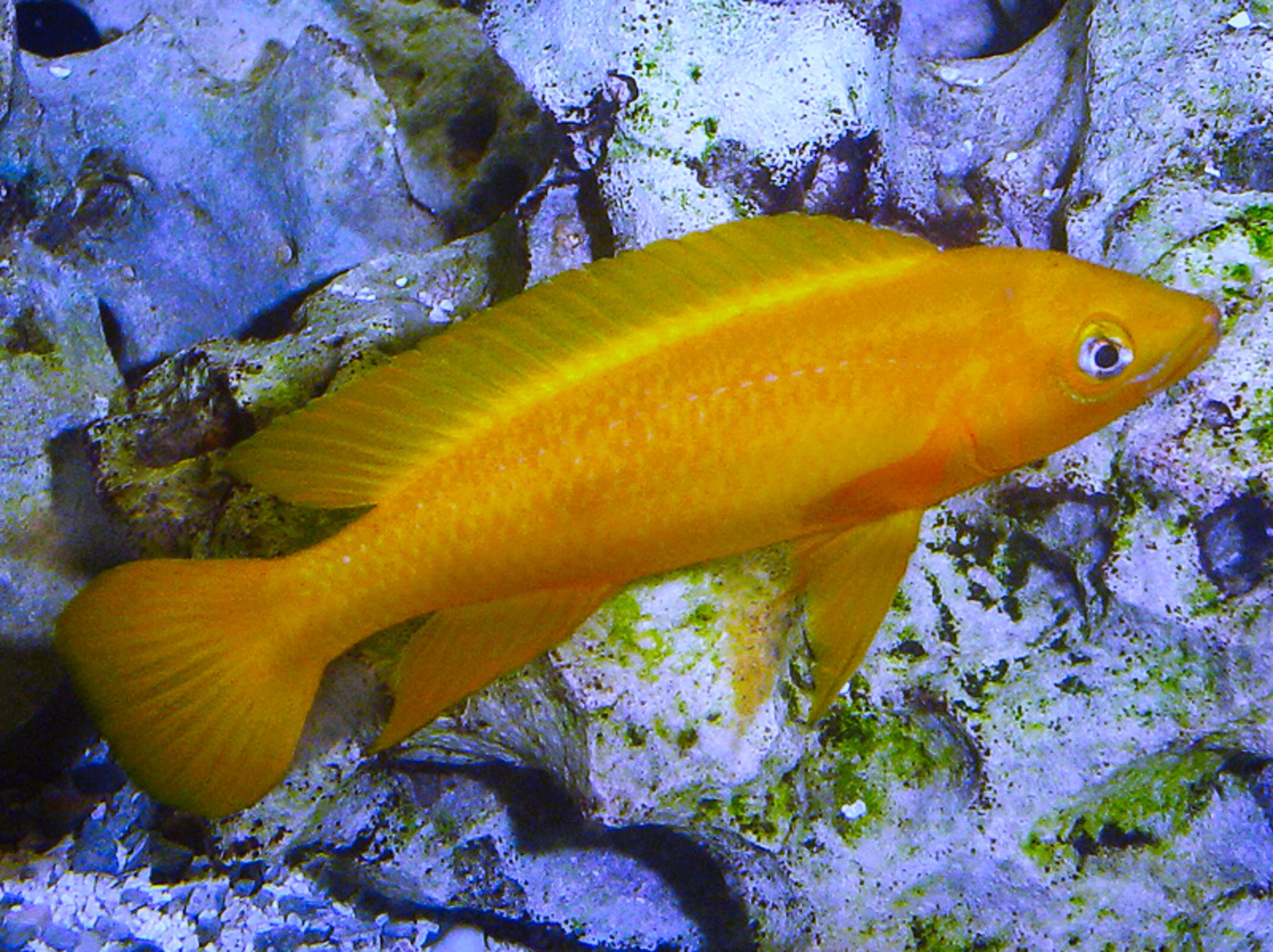 Leleupi Cichlid