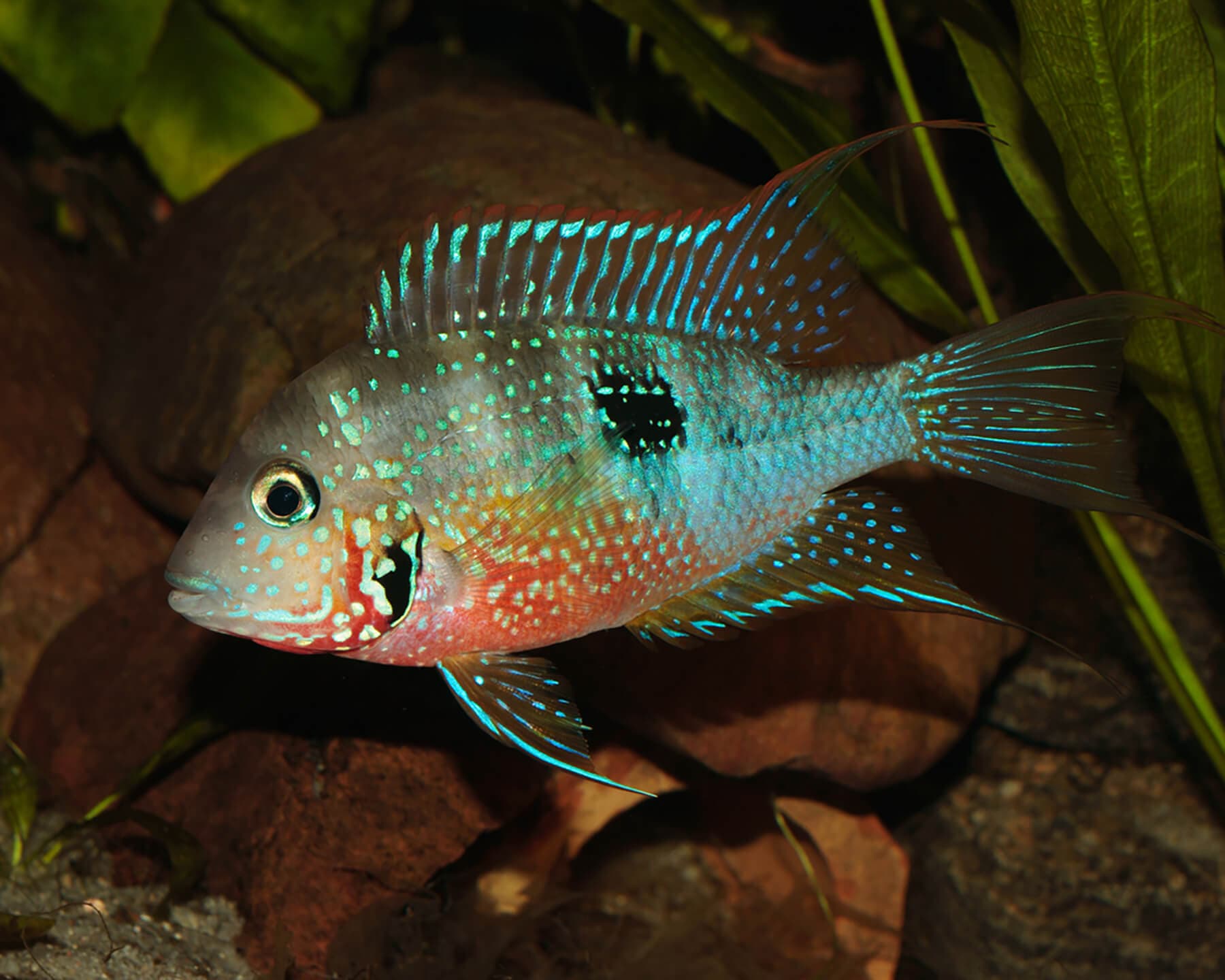 Ellioti Cichlid