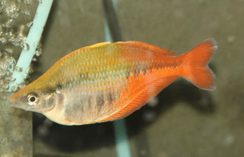 Bleher's Rainbowfish