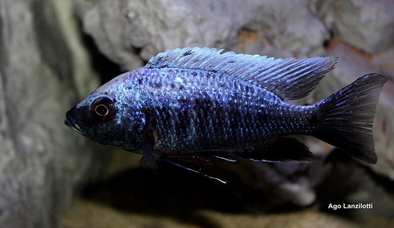 Copadichromis Trewavasae "Lupingu"