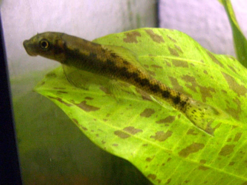 Gyrinocheilus aymonieri