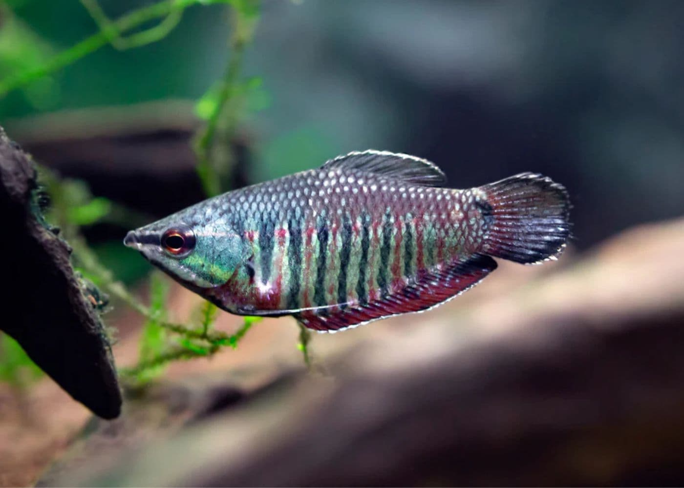 Samurai Gourami