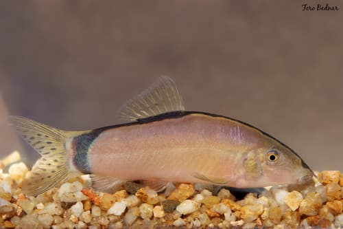 Skunk Loach