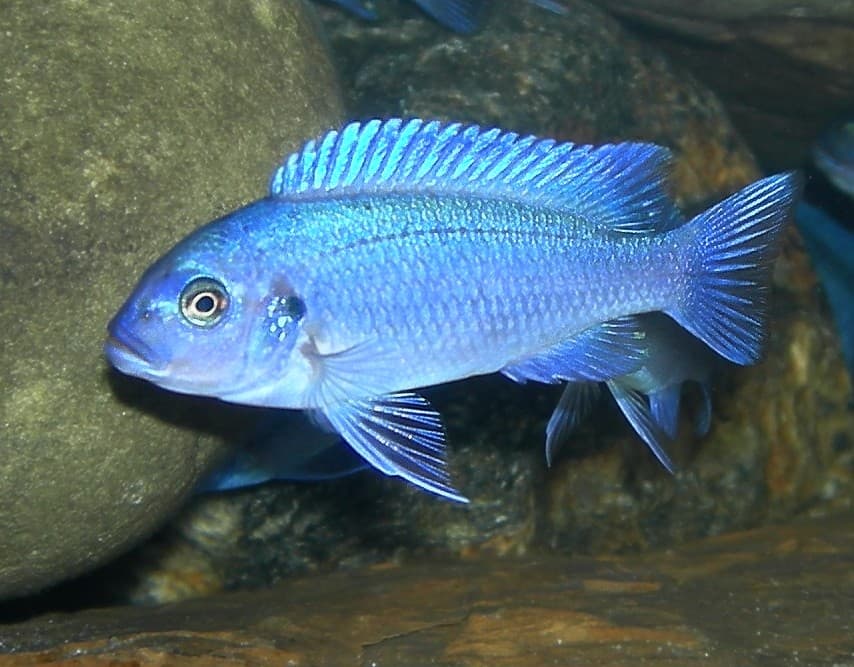 Cobalt Zebra Cichlid
