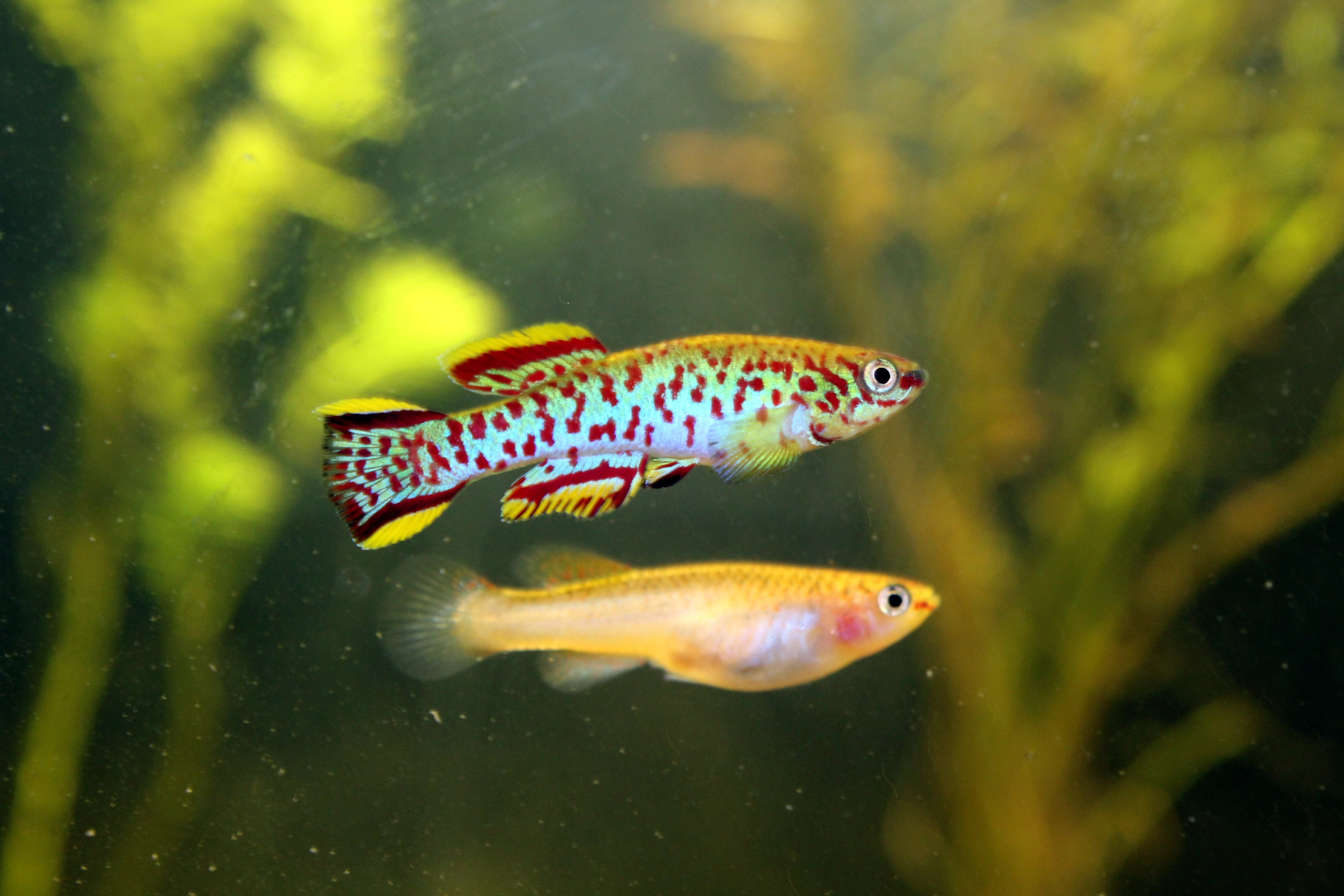 Gardneri Killifish