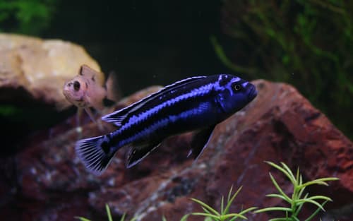 Johanni Cichlid