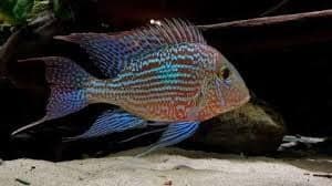 Geophagus Sveni