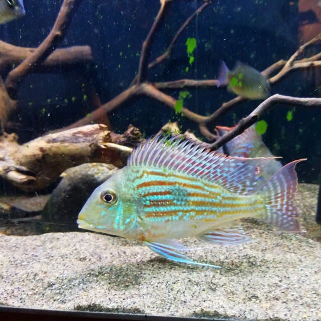 Geophagus Sveni