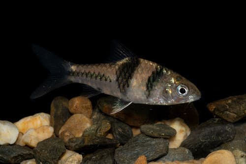 Spanner Barb