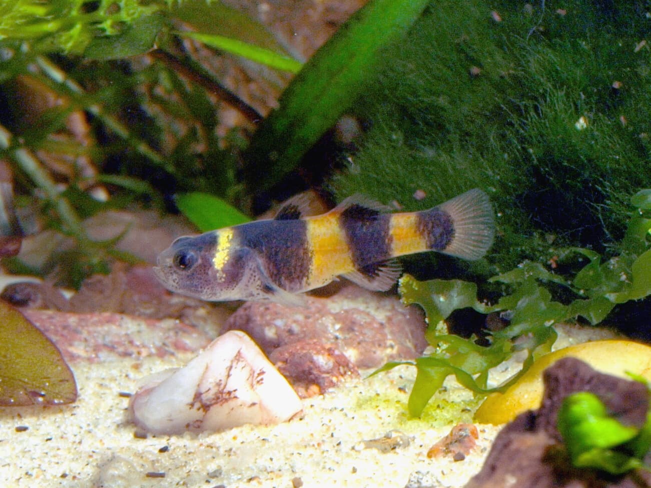 Brachygobius xanthozonus