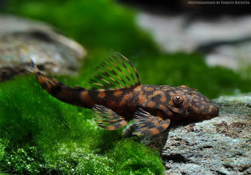 L528 Red Honeycomb Bristlenose Pleco