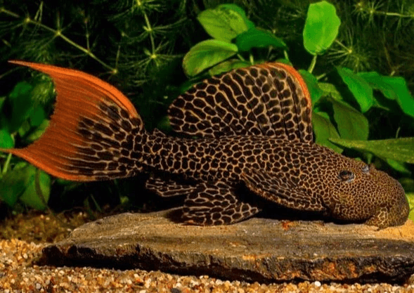 L600 Leopard Cactus Pleco