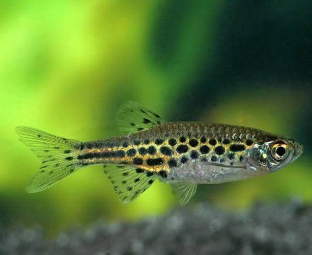 Gold Ring Burmese Danio