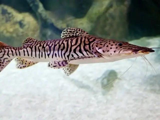 Tiger Shovelnose Catfish