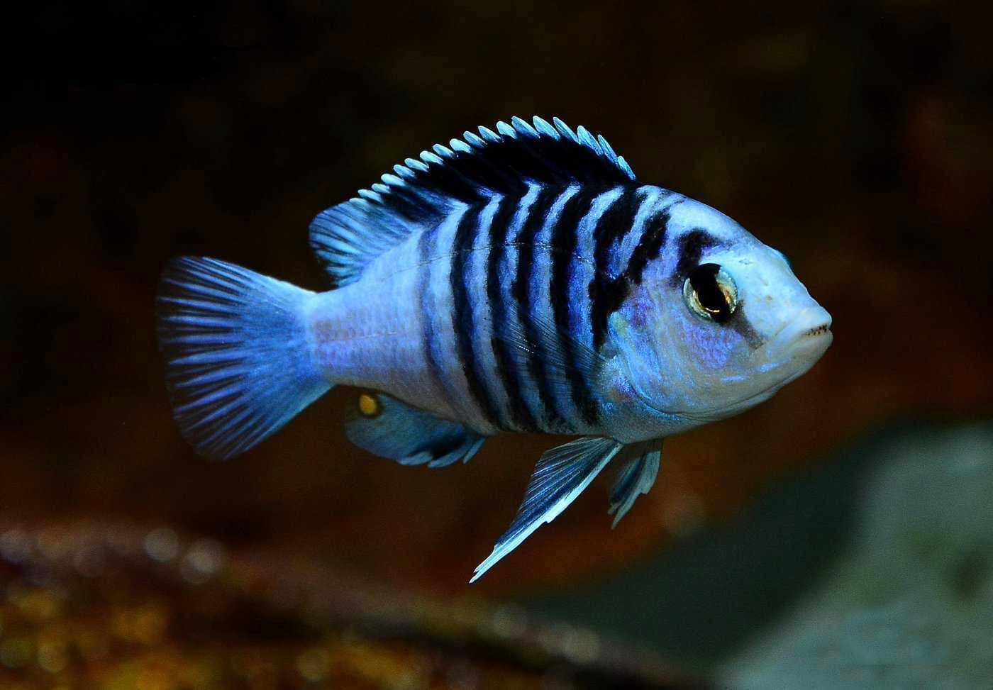 Labidochromis Chisumulae