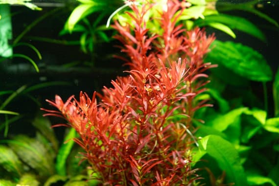 Red Rotala