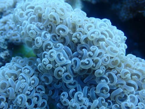 Hammer Coral