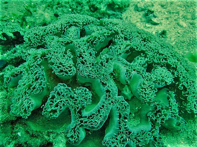 Hammer Coral