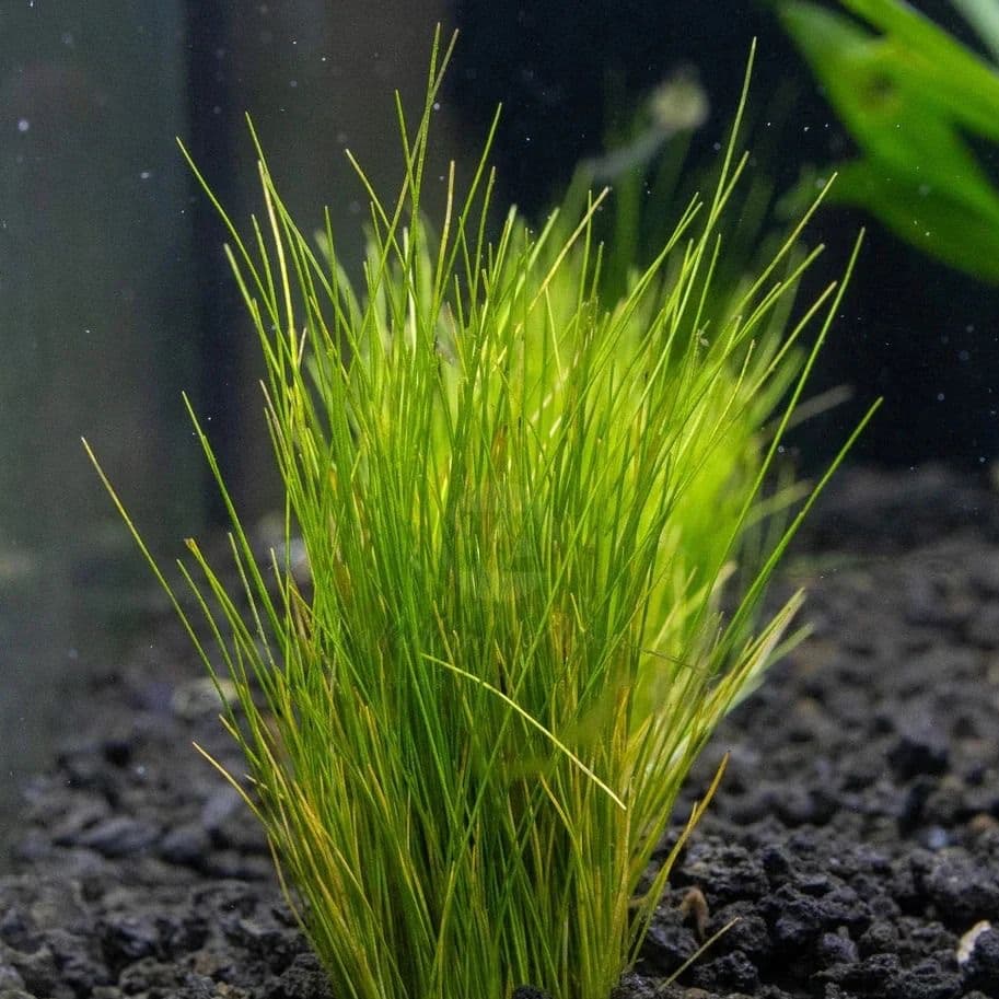 Dwarf Hairgrass