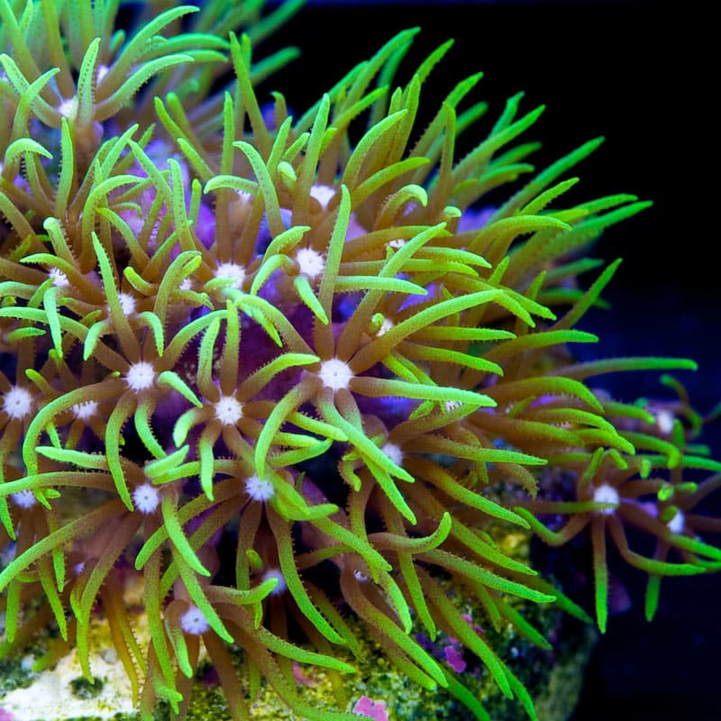 Green Star Polyps