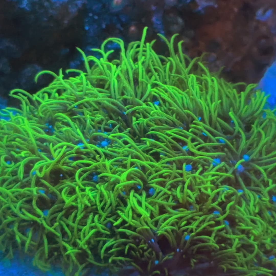Green Star Polyps