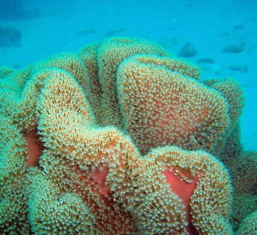 Toadstool Leather Coral