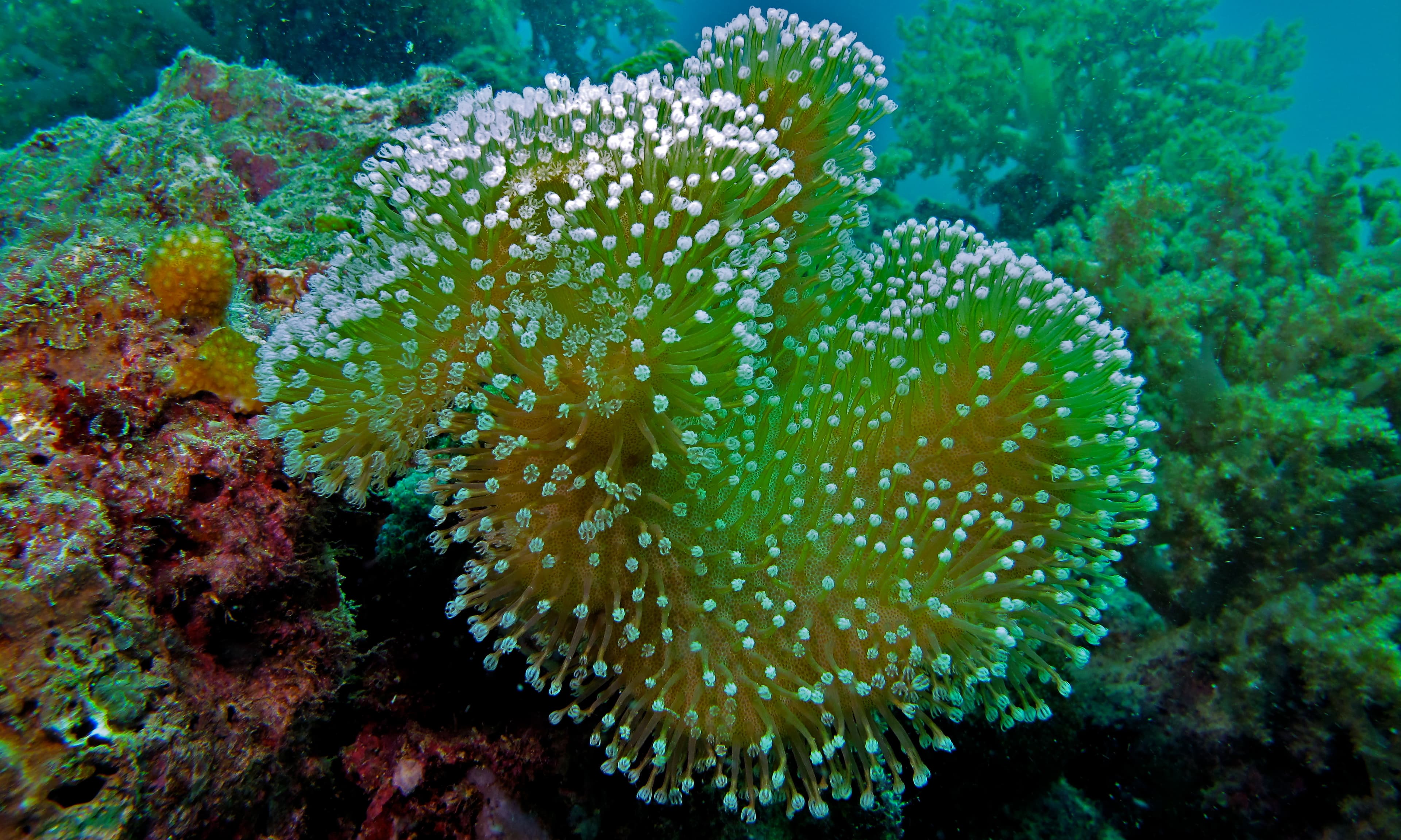 Toadstool Leather Coral